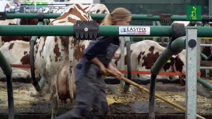 35 vacas flotan, sin marearse, en una granja sostenible en el mayor puerto de Europa