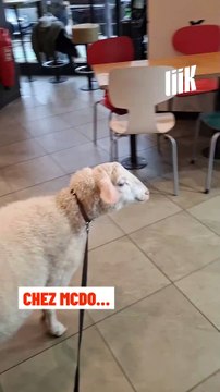 Scène insolite dans le métro parisien : un mouton globe-trotter en couche et écharpe ! Ce compagnon pas comme les autres suit sa maîtresse à travers toute l’Europe.