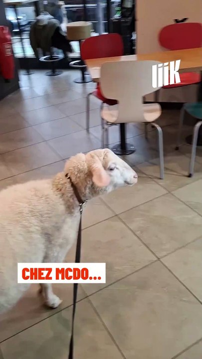 Scène insolite dans le métro parisien : un mouton globe-trotter en couche et écharpe ! Ce compagnon pas comme les autres suit sa maîtresse à travers toute l’Europe.
