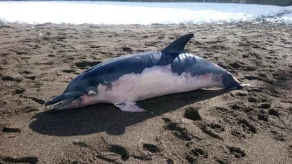 Düzce'de ölü yunus sahile vurdu