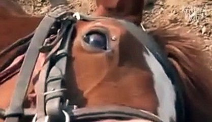 Caballo Finge Su Muerte Cada Vez Que Alguien Lo Quiere Montar