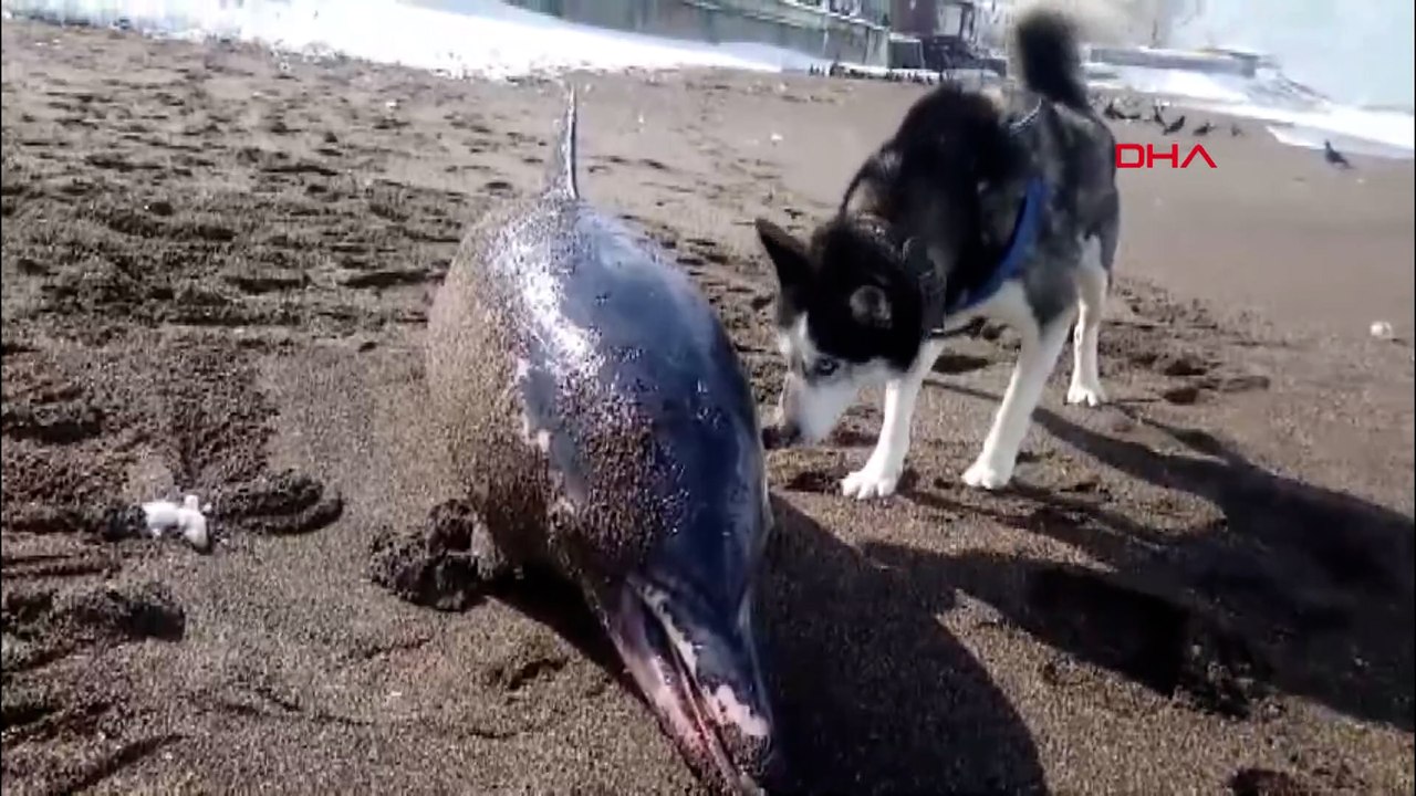 Ölü yunus sahile vurdu