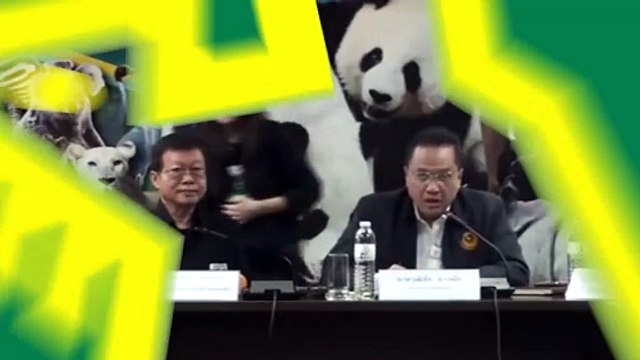 Fallece en Chiang Mai uno de los osos pandas cedidos por China a Tailandia