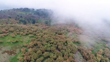 Aguacates en Sierra de Bahoruco
