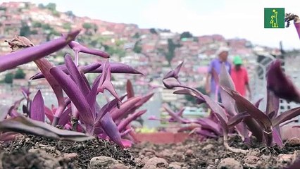 Universidad venezolana apuesta por el medioambiente con aula verde en su tejado