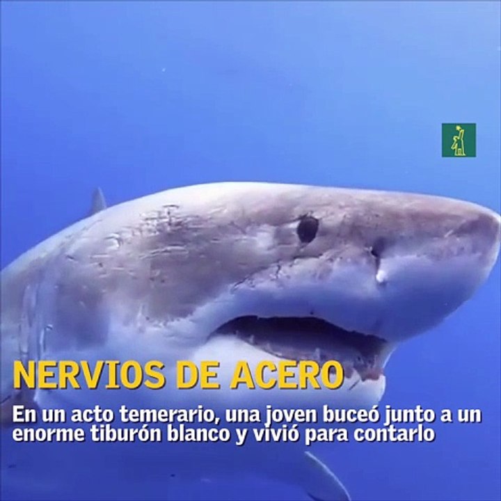 Nervios de acero: Una joven buzo acaricia a un temible tiburón blanco