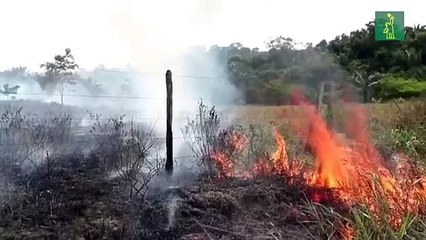 Las reservas brasileñas concentran 44% de incendios en estado de Amazonas