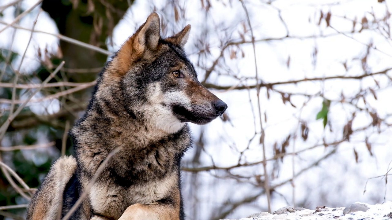 Wolf