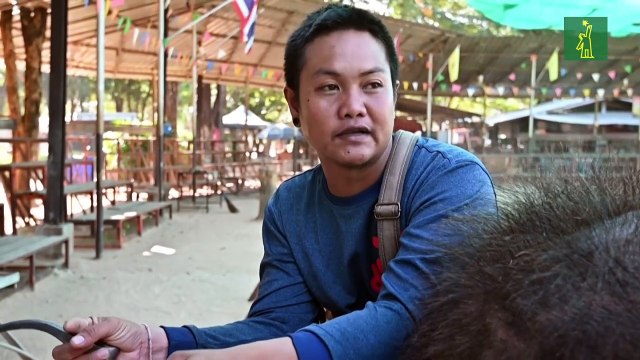 La esclavitud de los elefantes en Tailandia debido al turismo de animales