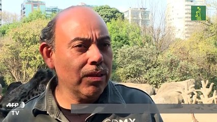 Zoológico mexicano presenta a una jirafa bebé