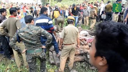 Dos elefantes mueren atropellados por un tren en India