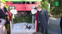 El zoológico de Berlín presenta a dos bebés pandas gemelos