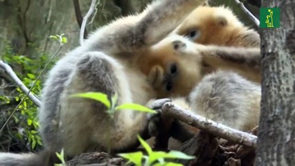 El abrazo de los monos dorados en China
