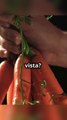 ¿Comer Zanahorias Mejora la Vista