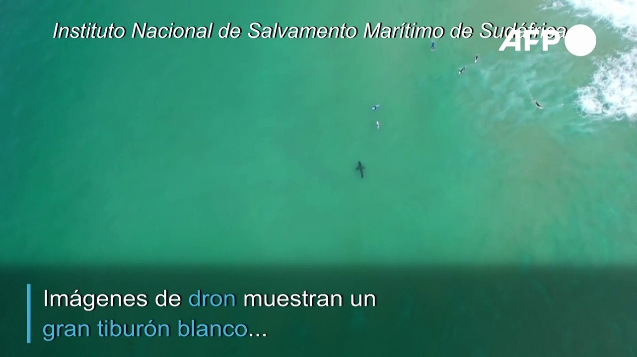 Tiburón al acecho