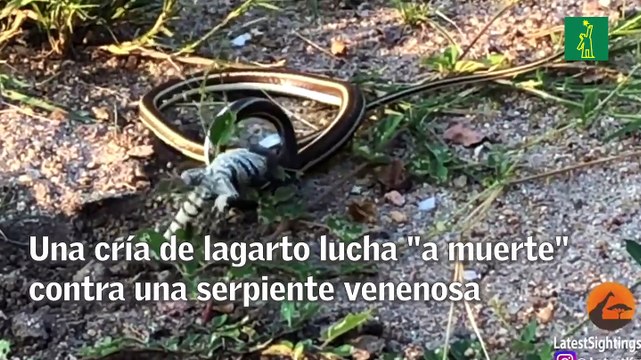 Una cría de lagarto lucha a muerte contra una serpiente venenosa