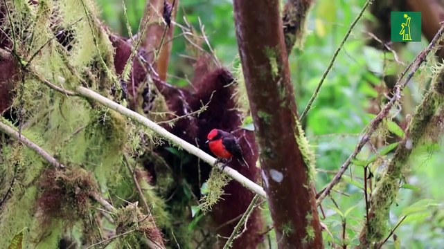 Seis crías de pájaro endémico amenazado nacieron en Galápagos
