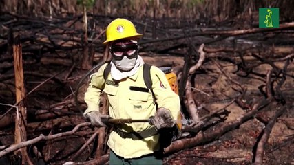 La deforestación en la Amazonía brasileña en 2019 fue la mayor en 11 años