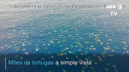 Drones para contar y cuidar mejor a las tortugas en Australia