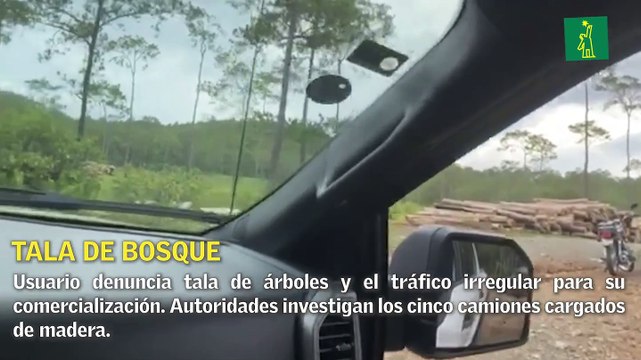 Autoridades investigan ilegal tala de árboles
