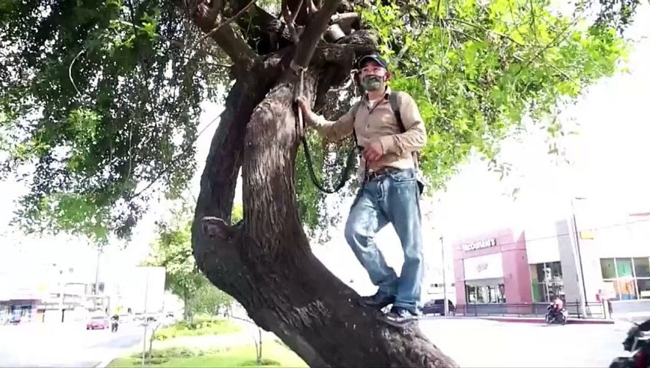 Daniel Rosales, el salvadoreño que vive en un árbol en la Ciudad de Guatemala
