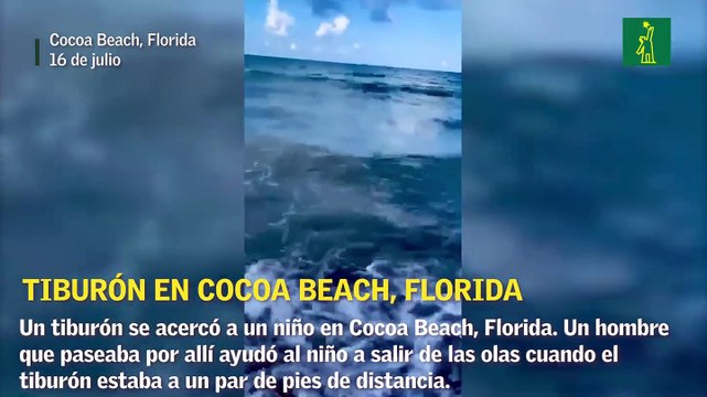 Tiburón en Cocoa Beach, Florida