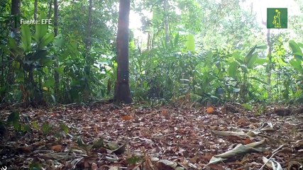 El primer avistamiento en cuatro años de tigres en el oeste de Tailandia