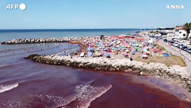Argentina, una marea rossa di alghe ricopre una spiaggia