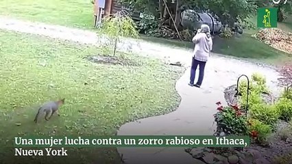 Una mujer lucha contra un zorro rabioso en Ithaca, Nueva York
