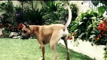 Marmaduke - Tráiler español