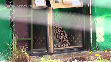 India acoge de nuevo a los guepardos, 70 años después de que se extinguieran