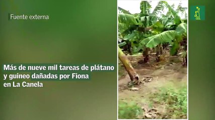 Más de nueve mil tareas de plátano y guineo dañadas por Fiona en La Canela