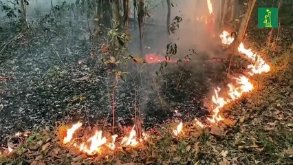 Declaran estado de calamidad por fuegos en el Pantanal brasileño