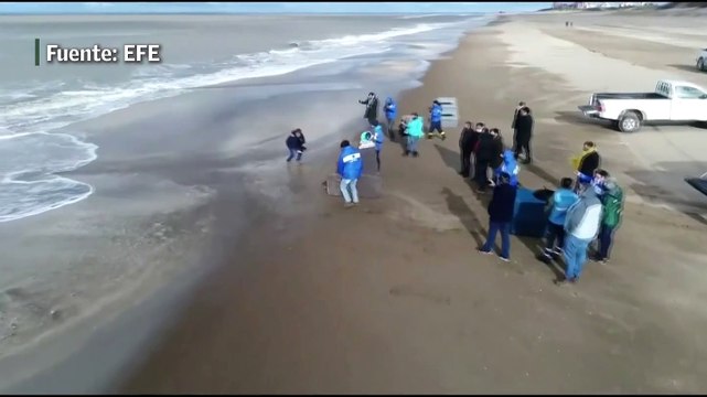 Devuelven al mar a elefante y lobos marinos tras ser rehabilitados en Argentina