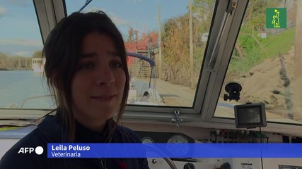 Lancha veterinaria atiende en el Delta argentino en plena pandemia