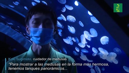 Un espacio panorámico de medusas en Japón