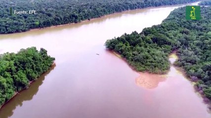 El caimán del Apaporis: uno de los secretos del Amazonas colombiano