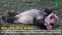 El oso panda Rou Rou abre los ojos por primera vez en el Zoo de Taipéi