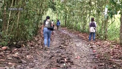 Árboles en la Amazonía de Ecuador serán identificados con inteligencia artificial