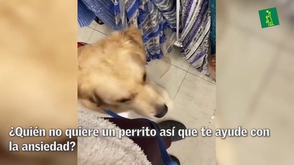 ¿Quién no quiere un perrito así que te ayude con la ansiedad?