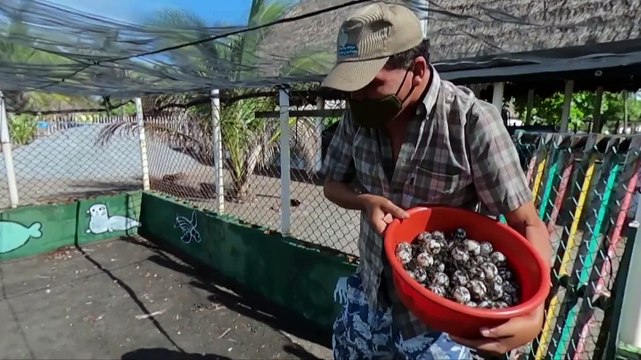 La pandemia trastoca la reproducción de tortugas marinas en Guatemala