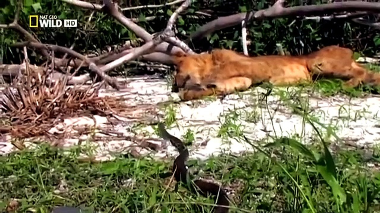 Muhteşem Yırtıcılar   Hız Öldürür  Nat Geo Wild Türkçe Belgesel