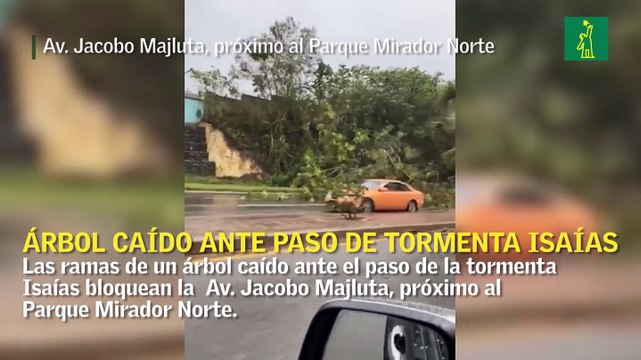 Árbol caído ante paso de tormenta Isaías