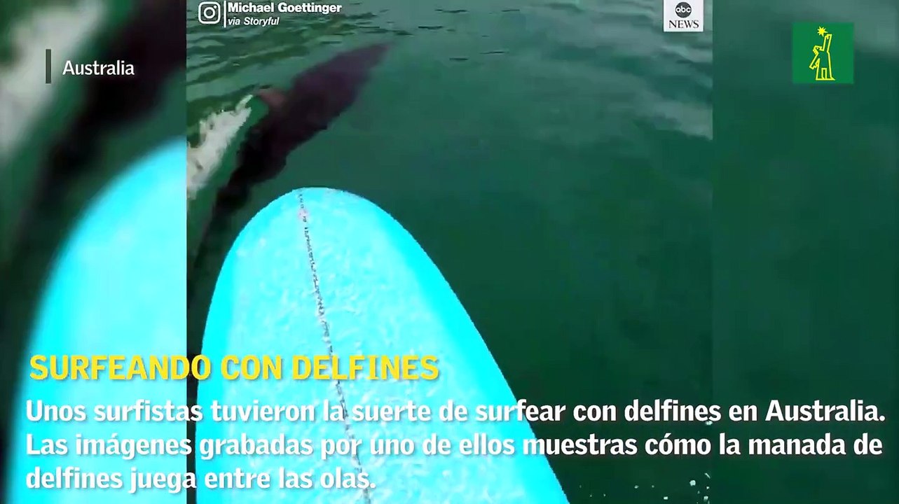 Surfeando con delfines