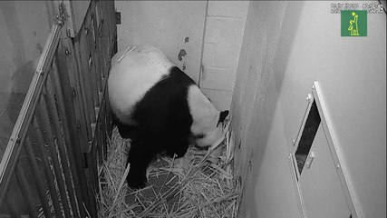 Nace un panda en el zoo de Washington