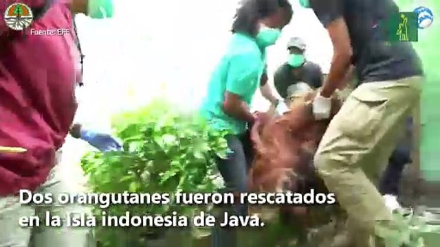 Rescatados, tras pasar años en jaulas precarias