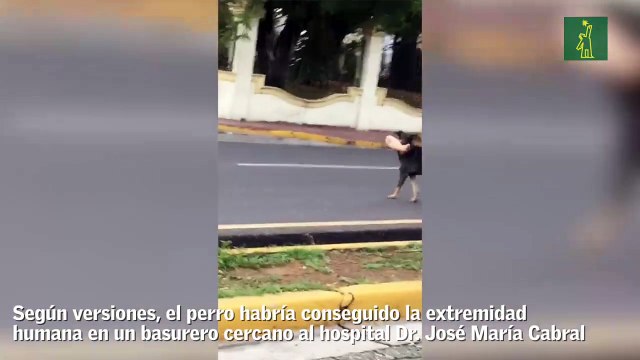 ¿Qué llevas ahí firulais? Un perro se paseó con un pie humano en el hocico por las calles de Santiago