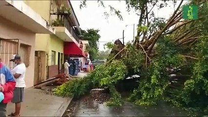 Caída de un árbol en Ensanche La Fe provoca interrupción del servicio eléctrico
