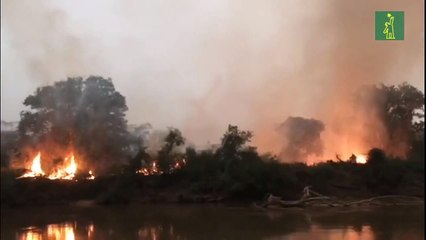 El pantanal de Brasil, un paraíso verde devorado por las llamas