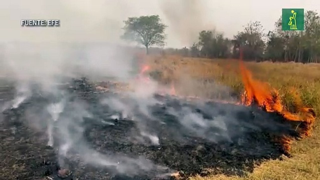 Amazonía brasileña registra en agosto segundo mayor número de incendios en 10 años